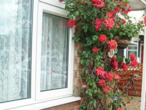 Rosa Bed and Breakfast - Cambridge