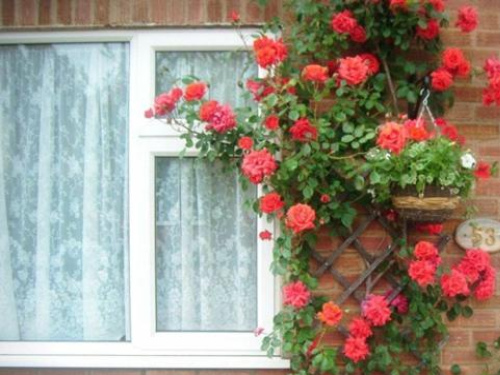 Rosa Bed and Breakfast - Cambridge
