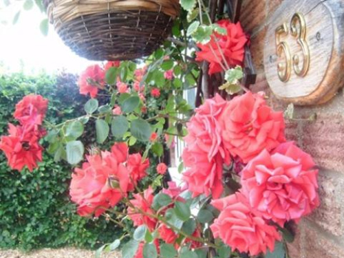 Rosa Bed and Breakfast - Cambridge