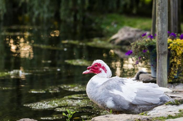 Holsbury Mill Hotel - Somerset
