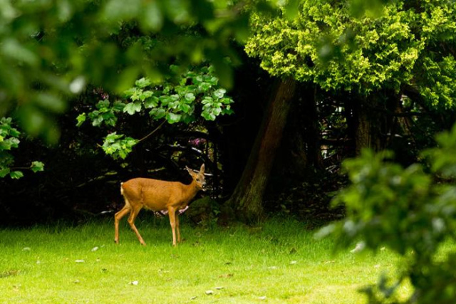 International Youth Hostel Grasmere Butharlyp Howe Hotel - Grasmere
