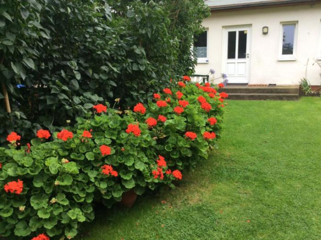 FeWo Wende - Heringsdorf