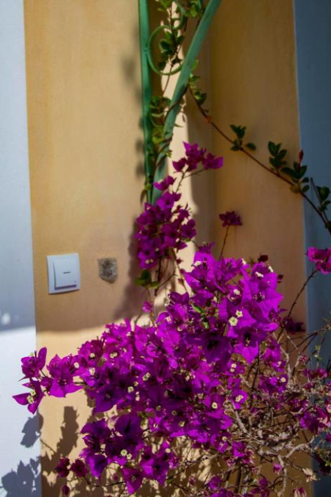 Villa Aliki - Aegina