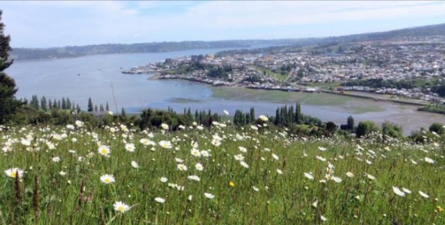 Las Margaritas - Chiloe