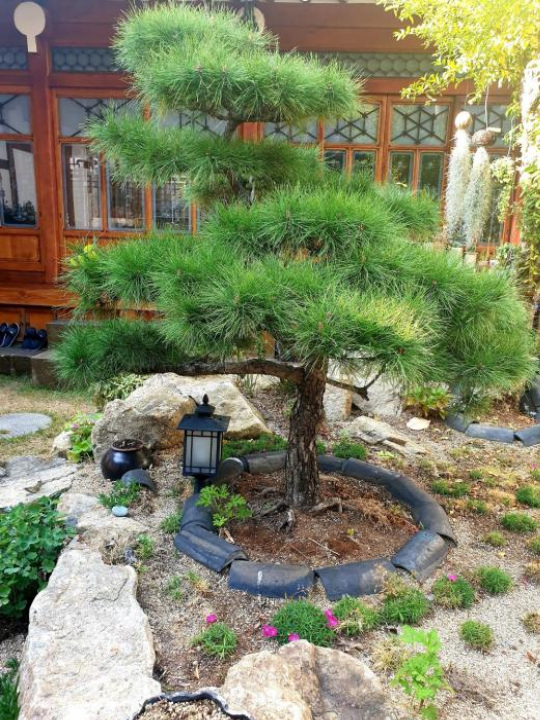 Hanok1957 - Daegu