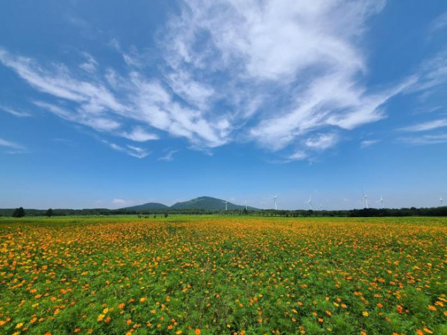Brassica Flower Pension - Jeju