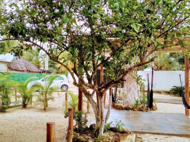 Cedro Rojo - Bacalar