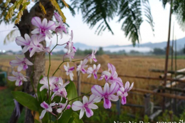 Non Na Pua - Northern Thailand