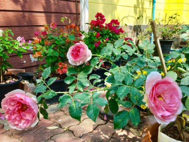 Baba's Homestay - Ayutthaya
