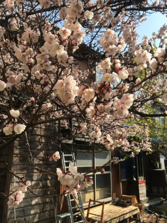 Shabby House - Sapporo