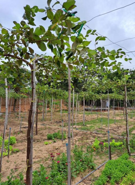 Hải An Homestay - Garden by the Beach - Ninh Thuan