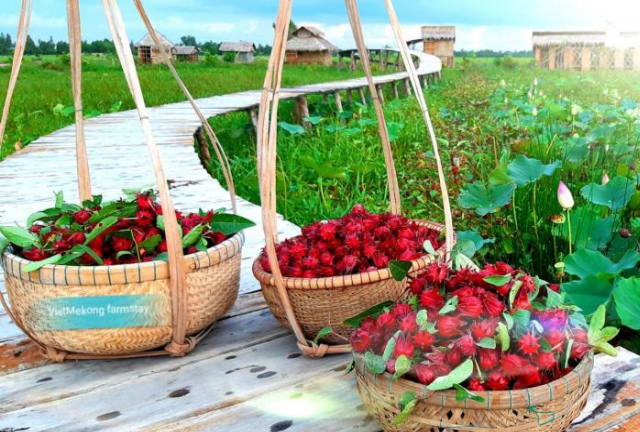 Viet Mekong Farmstay - Dong Thap