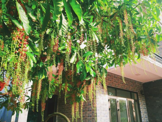 Loren Homestay - Quang Binh