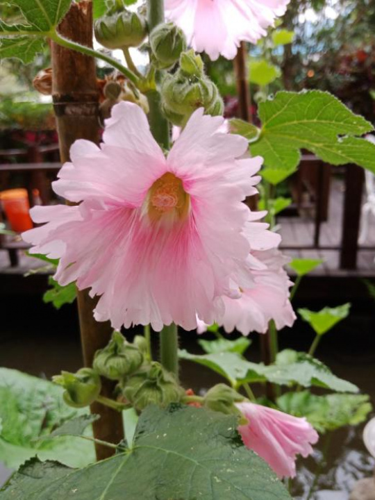 Yi Jia Yuan Homestay - Miaoli County