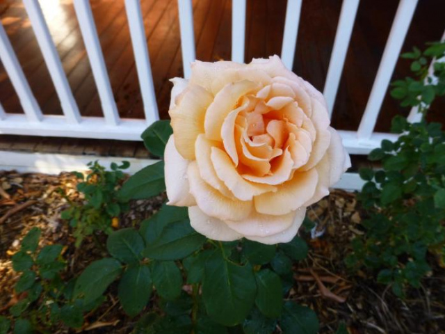 Lakeside Bed & Breakfast - Perth