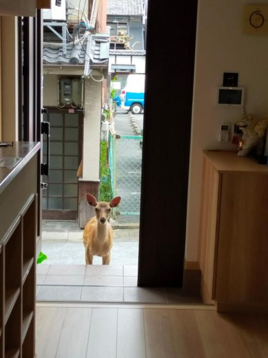 Mini inn Nara -English only - 奈良