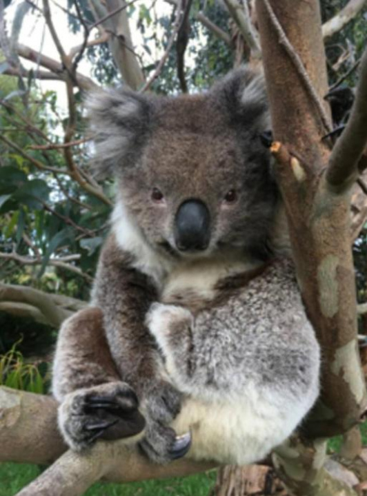 Great Ocean Road Wellness and Nature Stay - Apollo Bay