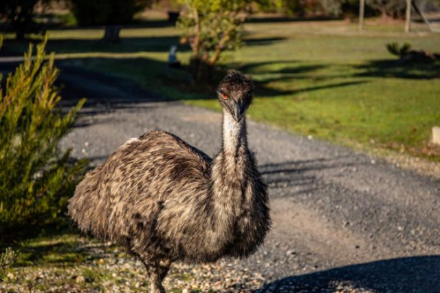 Mountain View Motor Inn & Holiday Lodges - Halls Gap