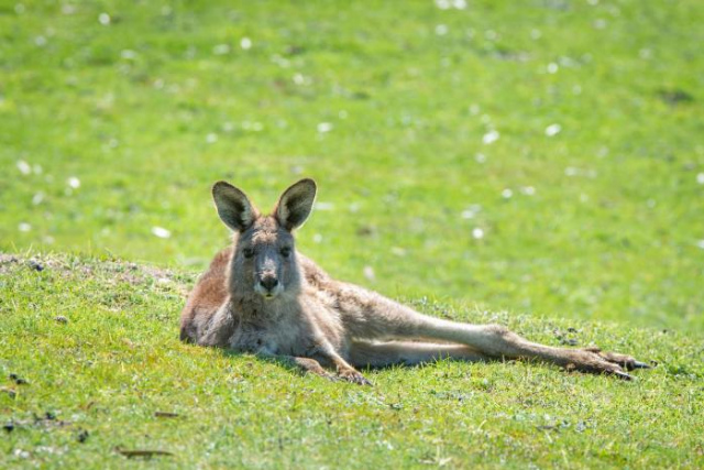 Halls Gap Motel - Halls Gap