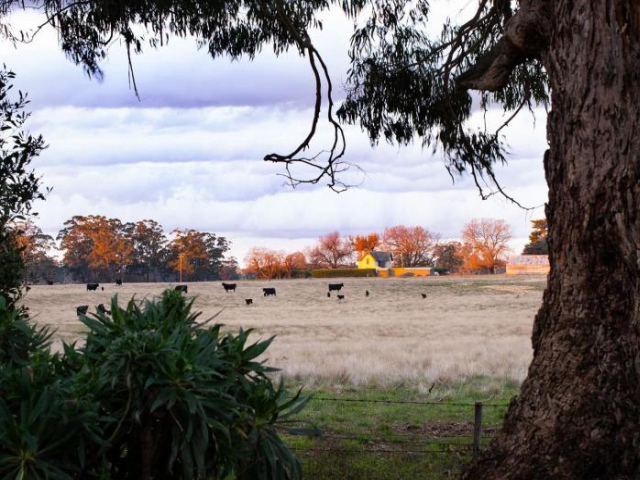 Minni Gums - Daylesford