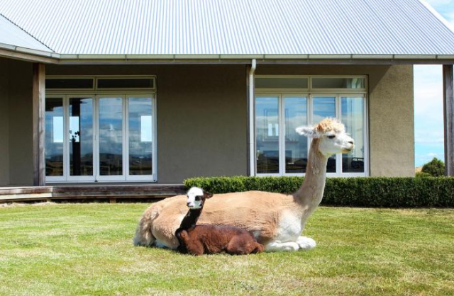 Gallin Farm Alpacas and Farmstay - Wellington