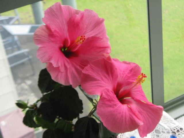 Hibiscus Bed & Breakfast - 科罗曼德尔半岛