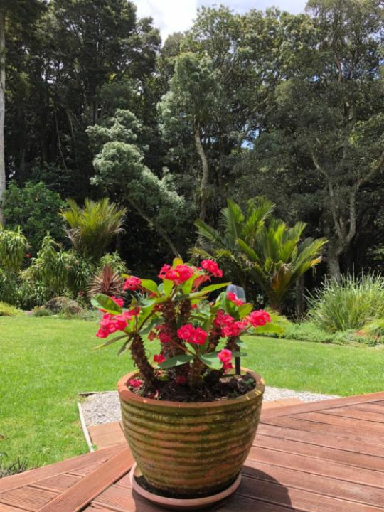 N.Z Country Home - Northland